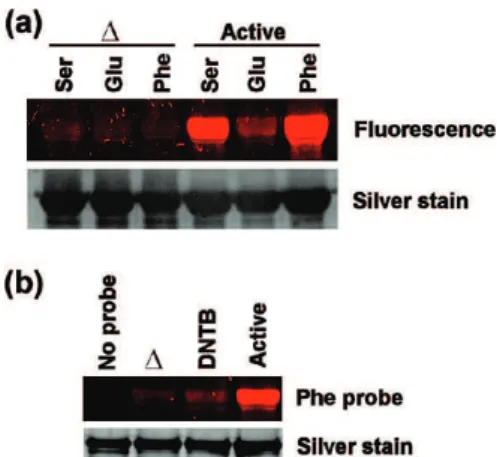 Figure 4. Protein disulfide isomerase (PDI) reacts specifically to substrate probes in an activity-based manner