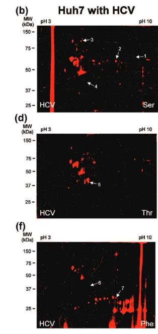 Figure 5. Substrate-based protein profiling during HCV replication identifies seven differentially active proteins