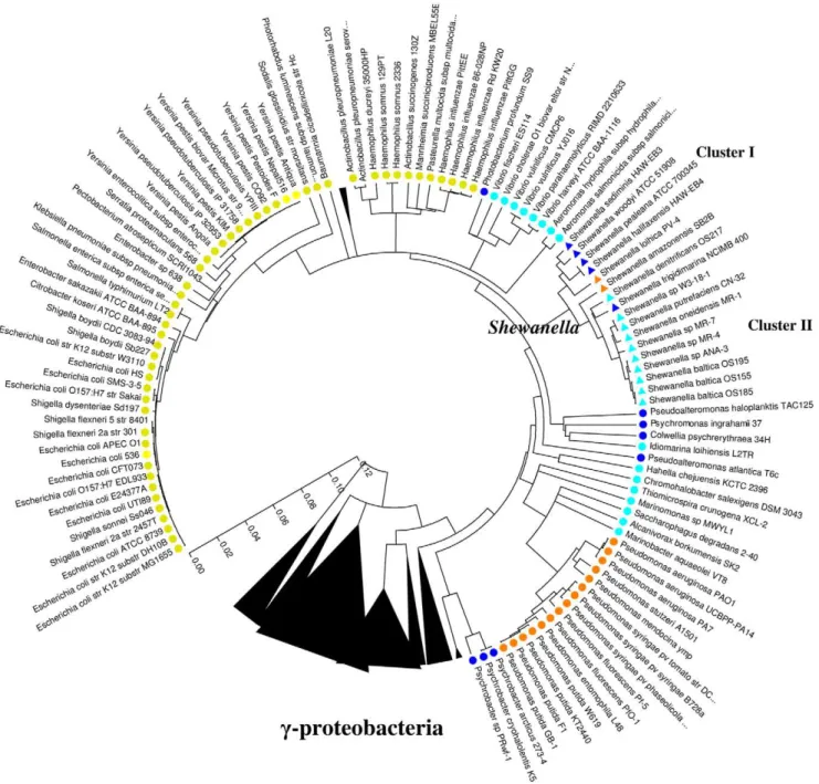 Figure 2. Phylogenetic analysis of the complete 16S rDNA sequences of c-proteobacteria