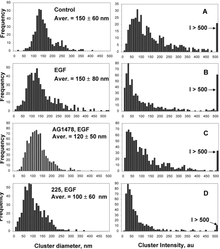 FIGURE 2.Histograms show the variation in EGFR cluster diameter (left column) and intensity (right column) for various cell treatments