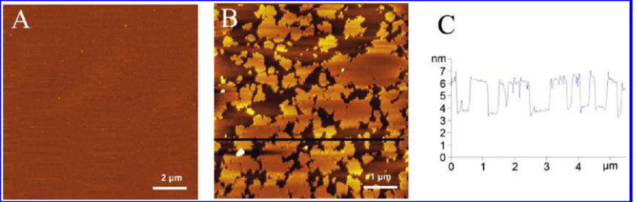 Figure 6. AFM images for membranes prepared from extruded (A, 100 nm filter) and sonicated (B) DMPC:C 20 BAS (X B = 0.4) vesicles on mica