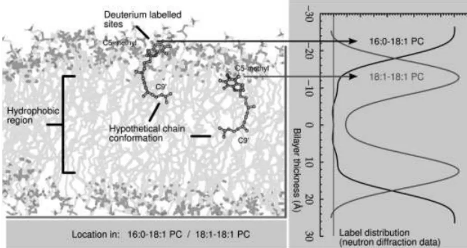 Figure 1 shows the mass distribution of a -tocopherol labeled with three 2 H on the methyl attached to C5 of the chromanol ring, as measured in a 18:1-18:1PC membrane.