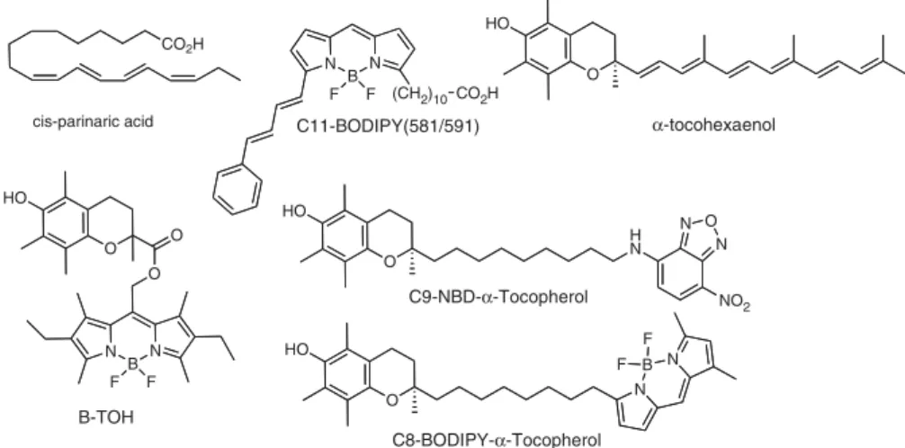 Figure 3. Fluorescent probes used to monitor lipid perocidation and the cellular location of a -tocopherol.