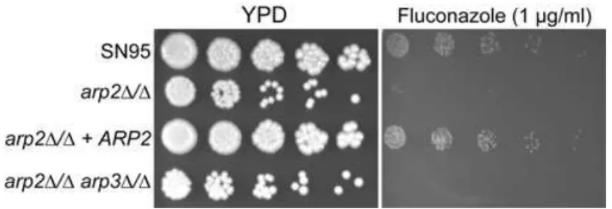 Fig. 9. Arp2/3 complex mutants show increased fluconazole sensitivity. arp2D/D and arp2D/Darp3D/D mutants are more sensitive to the ergosterol targeting drug fluconazole compared with WT and revertant strains.