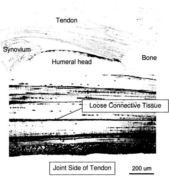 Figure 6:  (a)  Photograph of ISP tendon  section after  immunohistochemical  staining  for PRG  4