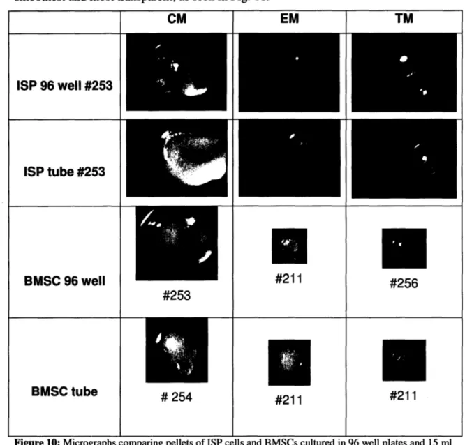 Figure 10: Micrographs  comparing  pellets of ISP cells  and  BMSCs cultured  in 96  well plates  and  15  ml tubes in CM,  EM, and  TM.