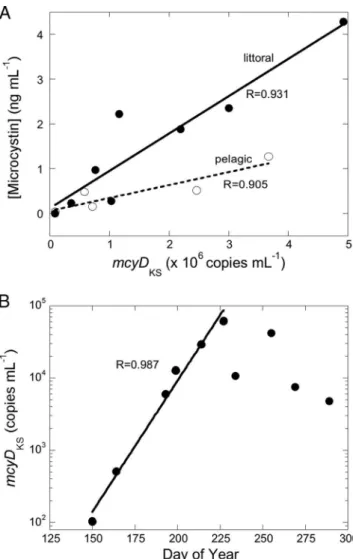 FIG. 2. (A) Microcystin concentrations measured by ELISA versus mcyD KS gene copy numbers by Q-PCR in Missisquoi Bay during the 2006 growing season, from May 30 to October 16, in the littoral and pelagic stations