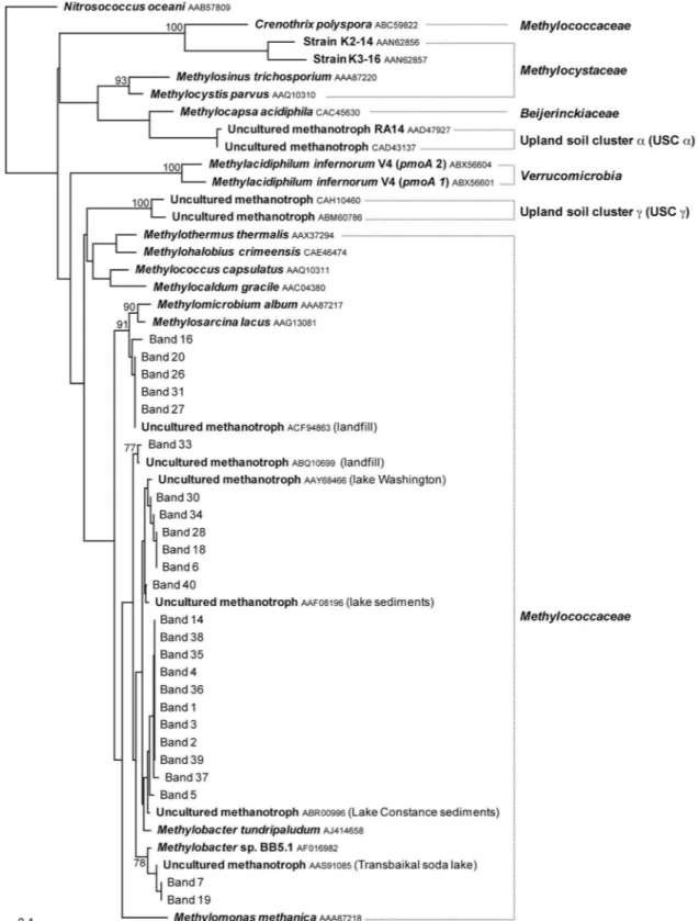 FIG. 6. Phylogenetic relationships of pmoA deduced amino acid sequences obtained from DGGE bands enriched in the heavy DNA fractions collected from CsCl density gradients for soil samples 32D, 33D, and 34D from Eureka, collected in 2006 and 2007, incubated