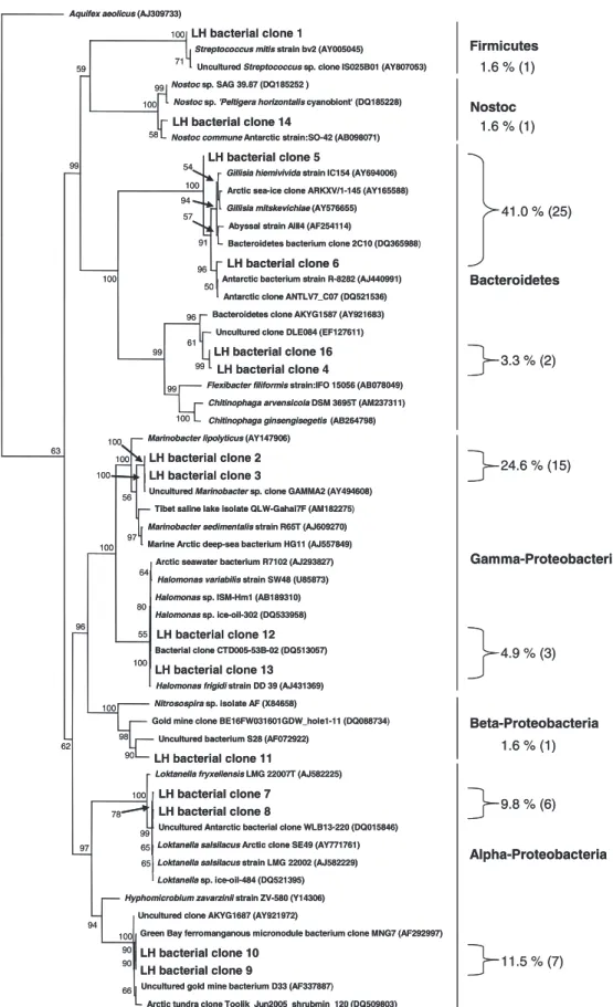 Figure 4 Phylogenetic relationships of bacterial 16S rRNA gene sequences recovered from Lost Hammer