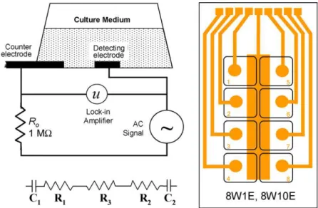 Fig. 1. The circuit of an electric cell-substrate impedance sensor (ECIS) and the scheme of an ECIS sensing chip (8W1E or 8W10E) with eight mini wells (∼0.7 mL)