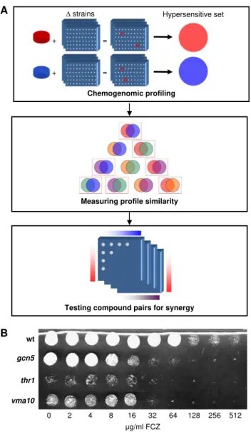 Figure 1 A method for identifying synergistic compounds with antifungal activity. (A) A schematic illustrating the steps of the method