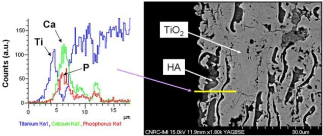 Fig. 7 EDX line scan analysis at the upper layers of an HVOF-sprayed n-TiO 2 -10wt.%HA coating
