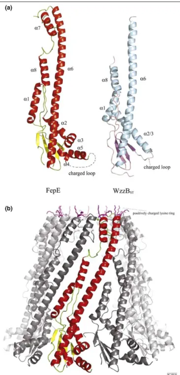Figure 1. Different views of the atomic structures of two PCP1 proteins. The 3D structure determination has revealed that the periplasmic regions of the PCP1 proteins FepE and WzzB ST exist as nonameric and pentameric rings, respectively.