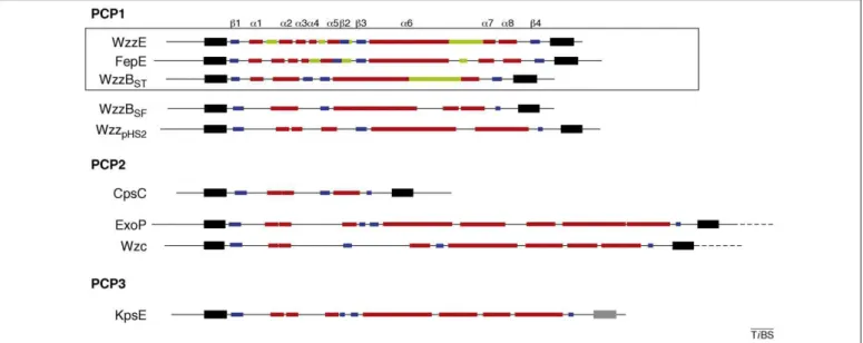Figure 2. Secondary structure of PCP proteins in comparison to known PCP1 structures. Schematic comparison of the predicted secondary structures of selected PCP proteins with the actual secondary structures of the PCP1 proteins FepE, WzzE and WzzB ST 