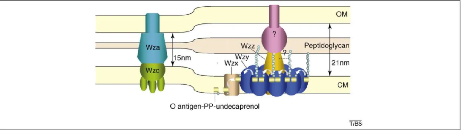 Figure 3. Model for Wzz function in O antigen biosynthesis. A proposed model for the participation of Wzz oligomers in Oag biosynthesis, in comparison to the Wzc – Wza complex, is illustrated