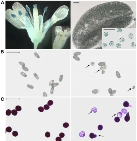Figure 1. PDAT1 Expression Pattern in Arabidopsis Wild-Type (Col) Flower and Defective Pollen from dgat1-1/dgat1-1 PDAT1/pdat1-2 Plants.