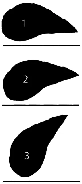 Figure  5: Sketch  of tail position in each  of the helmet  positions. The horizontal  lines  are reference  lines.