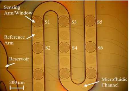 Fig.  1.  Top  view  of  a  silicon  photonic  wire  Mach-Zehnder interferometer sensor  array, with  a  monolithically  integrated SU-8 microfluidic channel, that is aligned to the sensor windows for analyte delivery