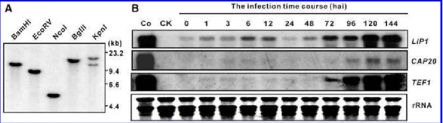 Fig. 1. Southern and Northern analyses of LIP1. A, Genomic DNA of Blumeria graminis f