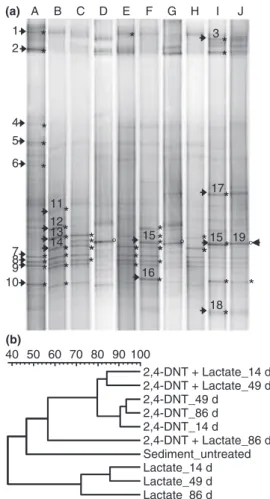 Figure 2 Conversion of lactate to acetate during 2,4-DNT metabo- metabo-lism in anaerobic marine sediment