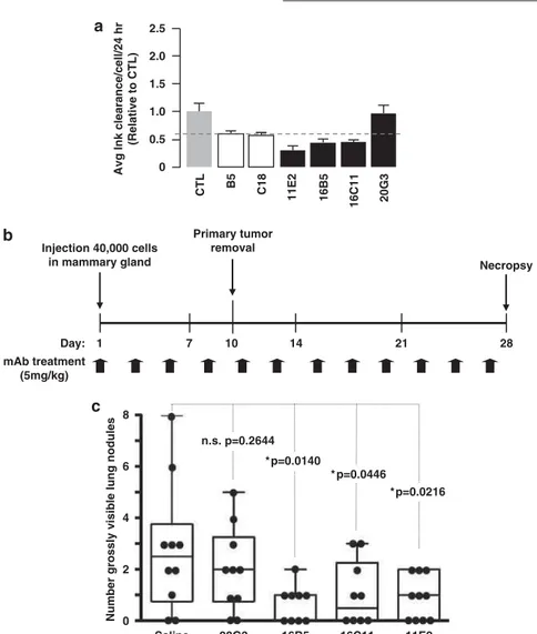 Figure 7 Clusterin monoclonal antibodies inhibit the motility of 4T1 cells and signiﬁcantly reduce 4T1 cell metastasis to lungs after orthotopic implantation