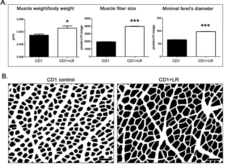 Figure 2: L.  reuteri protects aged CD1 mice from senile sarcopenia. A. The gastrocnemius weight per body weight ratio, and the means  of muscle fiber area and minimal Feret’s diameter are significantly higher in probiotic-treated mice [n = 10] compared to