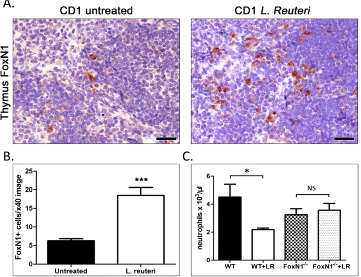 Figure 4: L.  reuteri effects on thymus and systemic inflammatory tone are linked with FoxN1