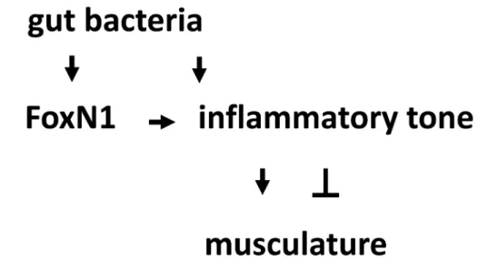 Figure 6: Conceptual overview.  Routine oral dosing of microbes inhibits muscle-wasting syndromes including cachexia and sarcopenia