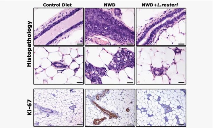 Figure 1. Effect of diet and L. reuteri supplementation on mammary gland pathology of Swiss mice