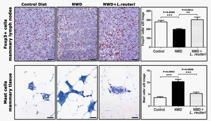 Figure 3. The L. reuteri anti-neoplastic effect correlates with restoration of control-level Treg and mast cell populations