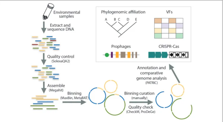 FIGURE 1 | Flowing chart on the analysis of metagenomic data for the reconstruction of draft genomes and the identification of genetic signatures.