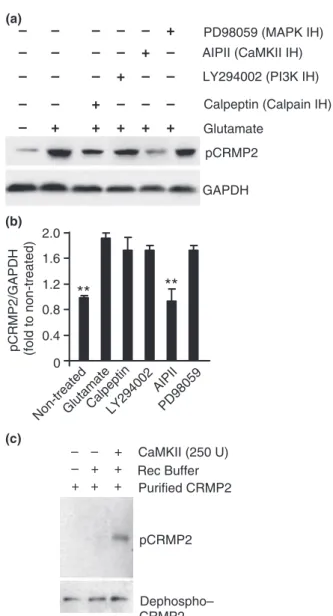 Fig. 3 CaMKII targets CRMP2 through phosphorylation. Cortical neurons treated with glutamate (100 lM) for 2 h in the presence of several inhibitors (as indicated in panel a) to known calcium-activated intracellular pathways were subjected to western blotti