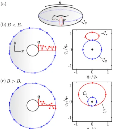 FIG. 2. Topologically distinct mappings of q [Eq. (6)] to the surface of a torus (a), plotted for (b) B < B c and (c) B > B c 