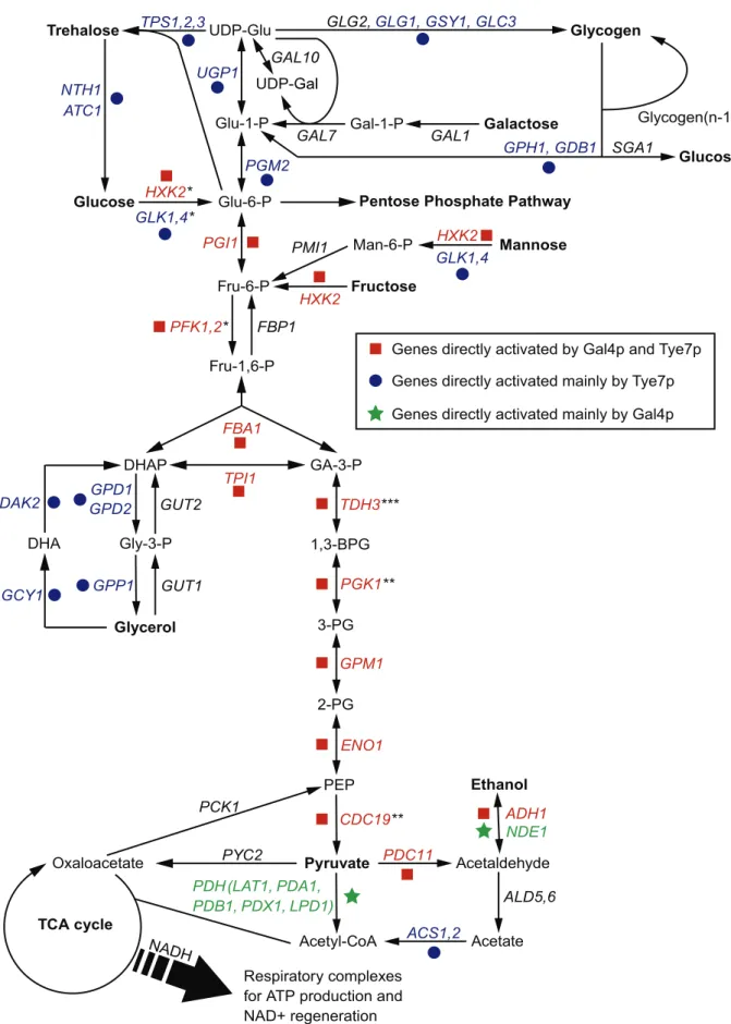 Figure 1. An overview of the central metabolic pathways in yeast. The enzyme names are for C
