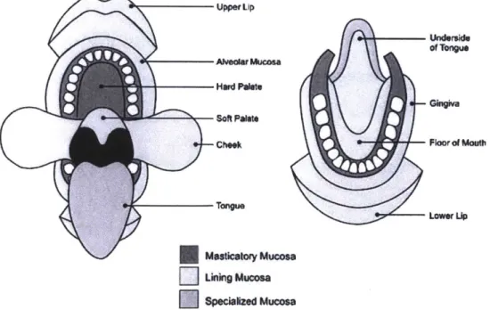 Figure 3: Schematic  Diagram  of the Mouth  shows the anatomic location and extent of Masticatory, lining, and specialized mucosa in the oral cavity  [381.