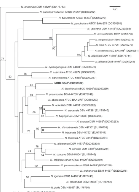 Fig. 3. Unrooted neighbour-joining tree (Saitou &amp; Nei, 1987), based on complete secA1 gene sequences, showing the position of strain NRRL 5646 T among representatives of closely related Nocardia species.