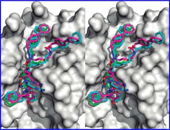 Figure 9. Stereo view of the superposition of an MD snapshot of inhibitor 14 and the crystal structures of inhibitors 2 (PDB code 3BC3) and 14
