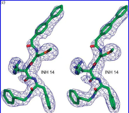 Figure 2. Stereo view of the simulated annealing F o - F c omit map in the active site region of cathepsin L