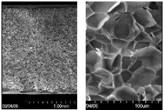 Figure 1. Magnification of a sheet of COC Topas 5013 foamed  with 3.0wt% of CO 2 . The resulting foam had a density  of 81 kg/m 3 , with mean cell size of 19.7 m