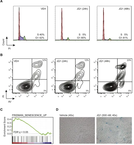 Figure 6. JQ1 Induces Cell-Cycle Arrest and Cellular Senescence in MM Cells