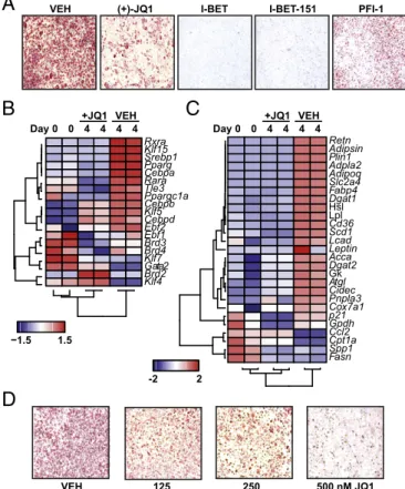 Fig. 1. BET bromodomain proteins control adipocyte differentiation. (A) Pho- Pho-tomicrographs of oil red O stained L1 adipocytes after induction of  differenti-ation by DMI (day 8) ± structurally distinct BET bromodomain inhibitors (JQ1 at 500 nM; I-BET, 