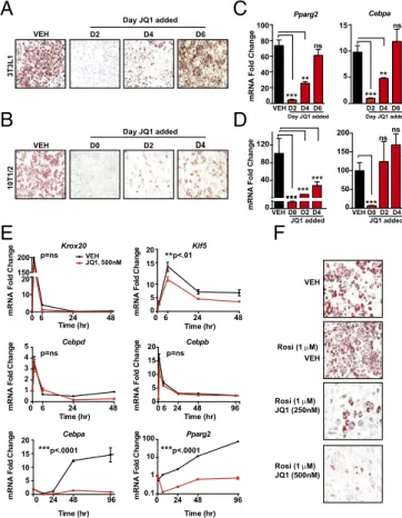 Fig. 2. BETs control expression of the master TFs Pparg and Cebpa. (A and B) Photomicrographs oil red O stained L1s (A) or C3H10T1/2 mesenchymal stem cells (B) after induction of differentiation ± JQ1 (500 nM)