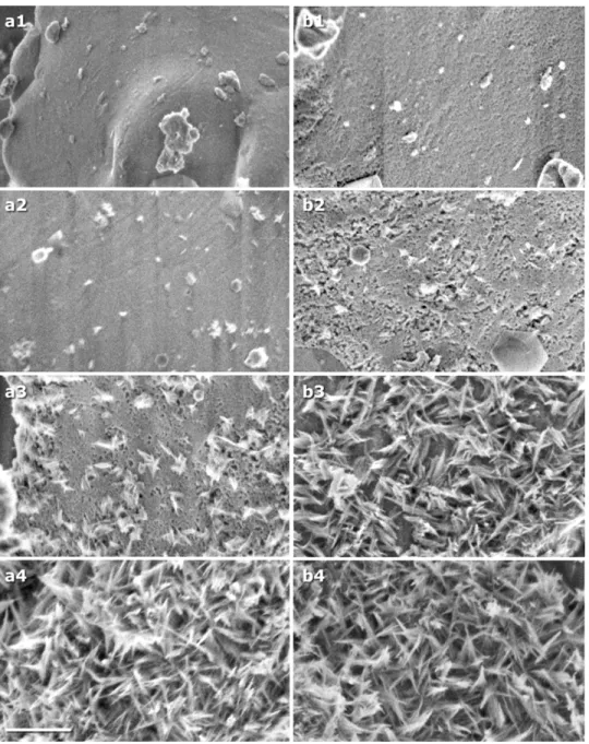 Figure 4.  SEM micrographs of the evolution of the surface of C3S at various hydration times