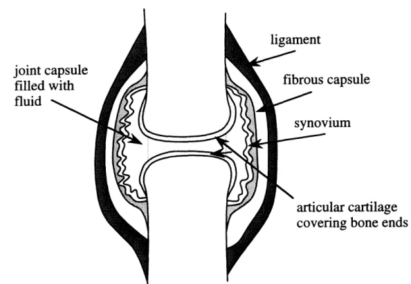 Figure 2-1:  Diagram of a simple synovial joint  showing the  ends of the  two articulating bones separated  from  each other  by synovial fluid  which is contained  within  the  joint capsule.