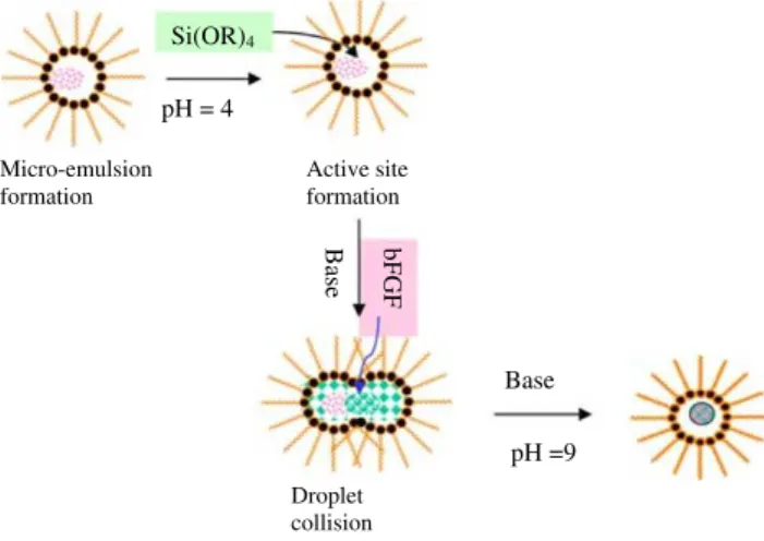 Fig. 1 Illustration of the in situ loading of bFGF in MSNs through the microemulsion method