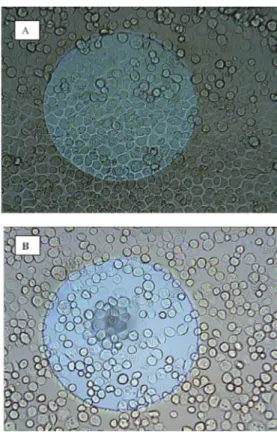 Fig. 4 Microscopic photos of the electrode surface (250 mm diameter) after 24 h: (A) electrode at 0 mM destruxin B, (B) electrode at 100 mM destruxin B.