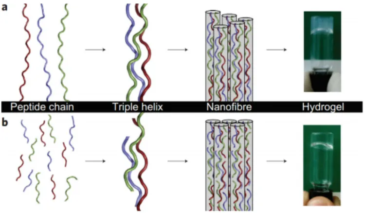 Figure 11. Comparison of self-assembling (a) natural rat tail tendon to (b) the synthetic collagen- collagen-mimetic peptide materials shows notable similarity over several length scales, as demonstrated by  O’Leary et al