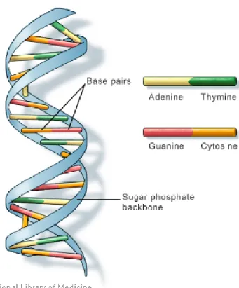 Figure 1-1: Adenine pairs with Thymine, and Guanine pairs with Cytosine to make the familiar double helix of DNA [84].