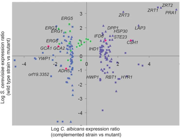 Figure 6. Comparison of C. albicans and S. cerevisiae Zap1 regulons. Expression of Zap1-responsive genes in C