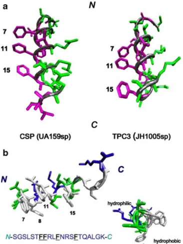Fig. 2. Computer-simulated three-dimensional structures of UA159sp and TPC3 determined by NMR and CD analyses
